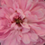 Roz - Trandafir perpetual hibrid - Jacques Cartier